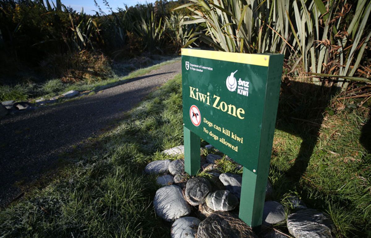 Field recording Okarito kiwi – HISSandaROAR, image size:1200x771